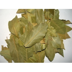 Wawrzyn szlachetny drzewko laurowe owoc 100 g