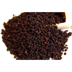 Bez dziki owoc sambucus ebulus 1 Kg