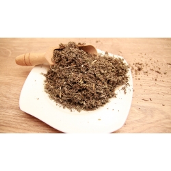 szałwia lekarska mielona 1kg