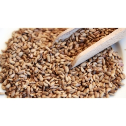 Ostropest Plamisty Owoc 100g