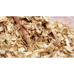 Szyszki Chmielu 100g